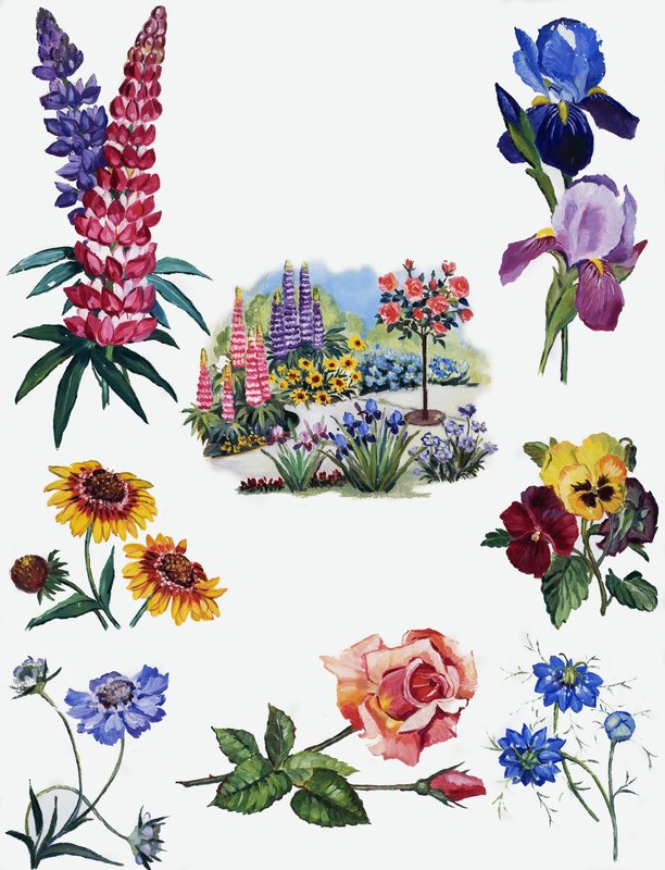 Blomster av English School