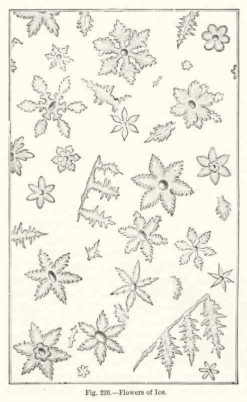Flowers of Ice (gravering) av English School