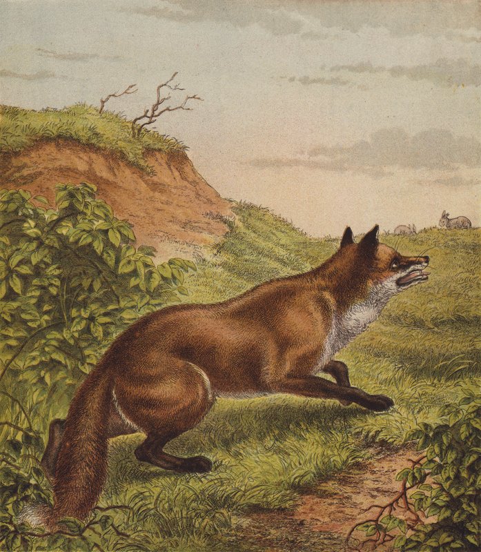Rev (farge litho) av English School