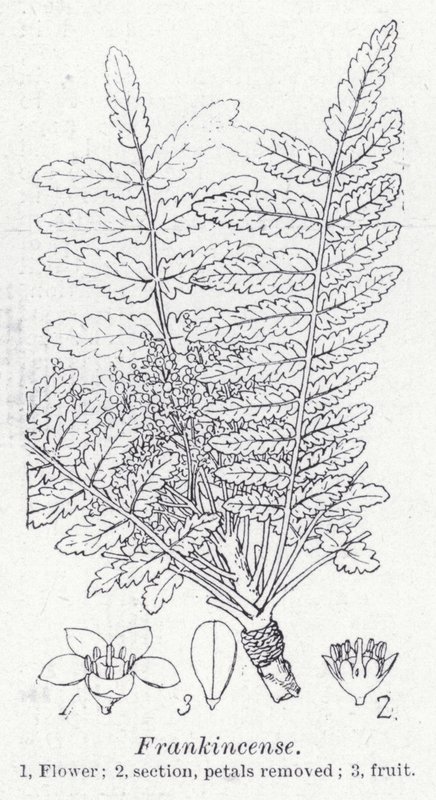 Frankincense (litho) av English School