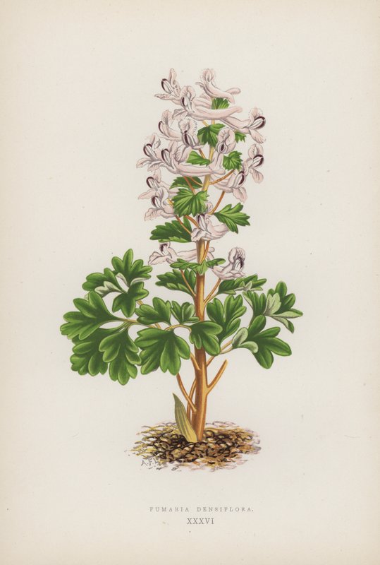 Fumaria Densiflora (farge litho) av English School