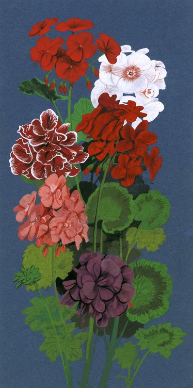Pelargonier av English School