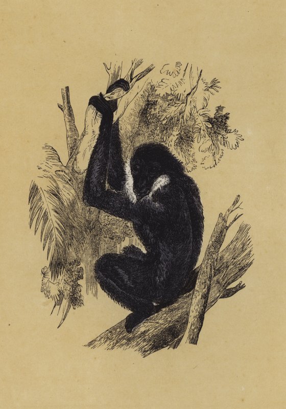 Gibbon (farge litho) av English School