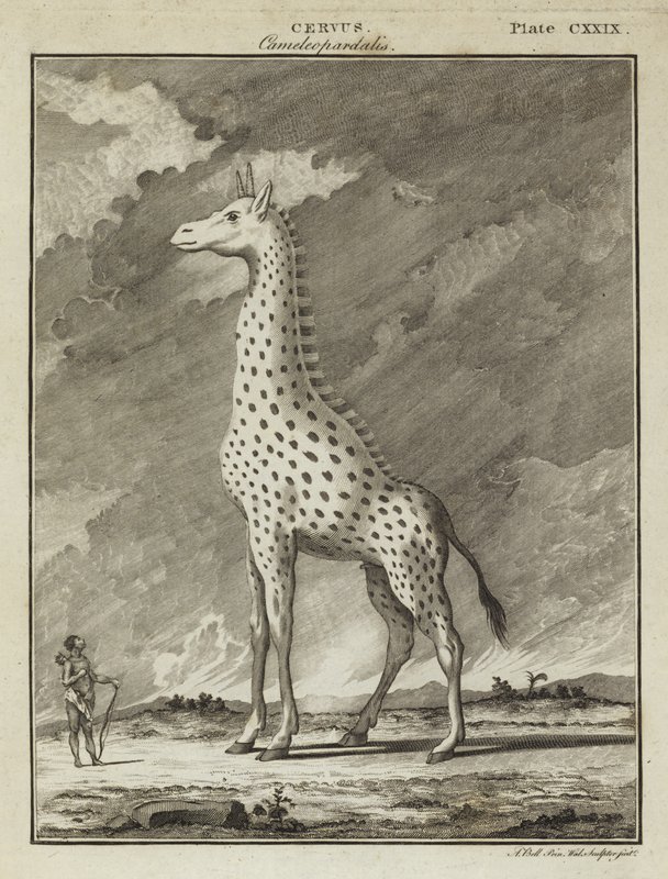 Giraffe (Cervus camelopardalis) av English School