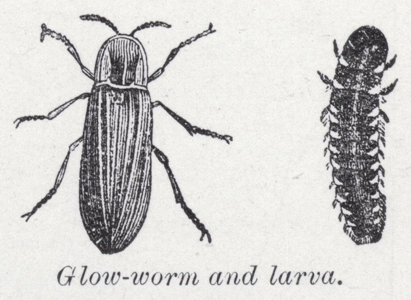 Glødeorm og larve (litho) av English School