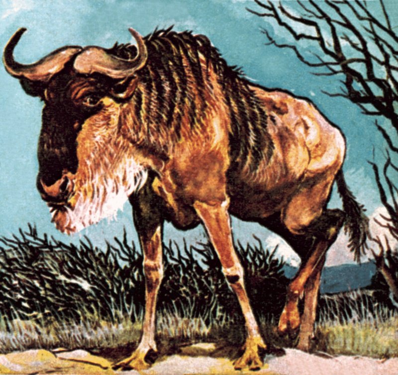 Gnu eller gnu av English School