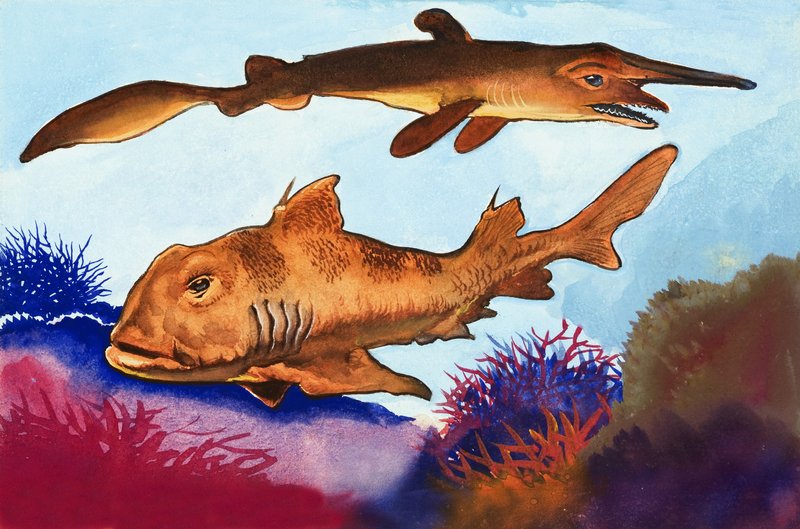 Goblin Shark og Port Jackson Shark av English School