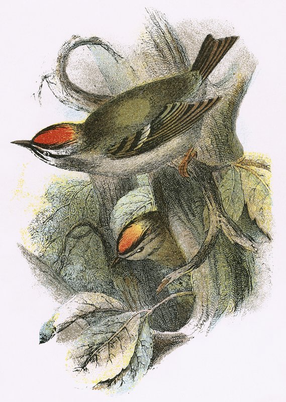 Goldcrest (nederst) og Firecrest (øverst) av English School
