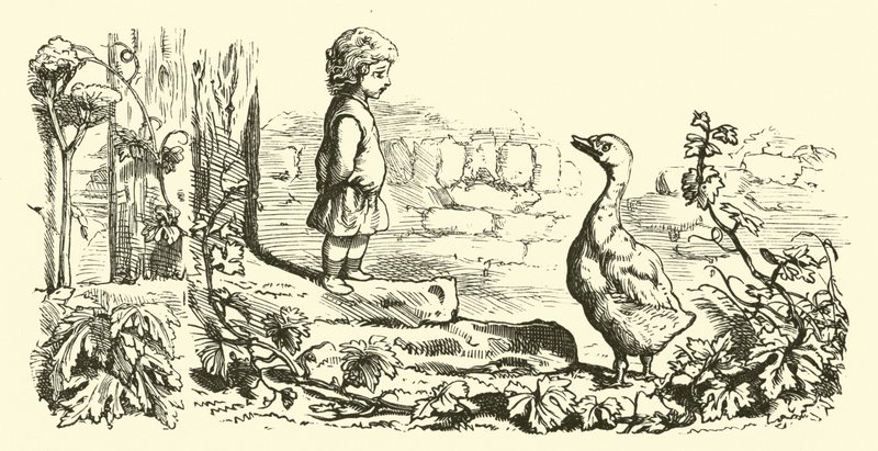 Goosey, gåsey gander av English School