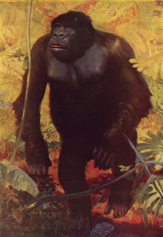 Gorilla av English School