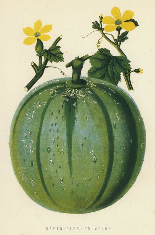 Grønn-kjøtt melon av English School