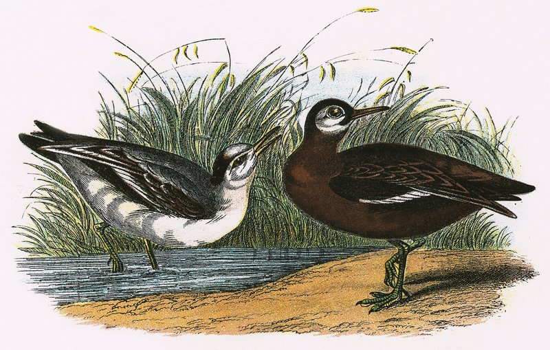 Grå Phalarope av English School