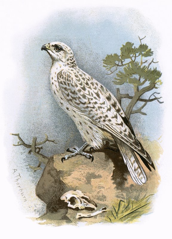Gyr-Falcon av English School