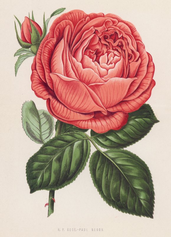 HP Rose, Paul Neron (litho-farge) av English School