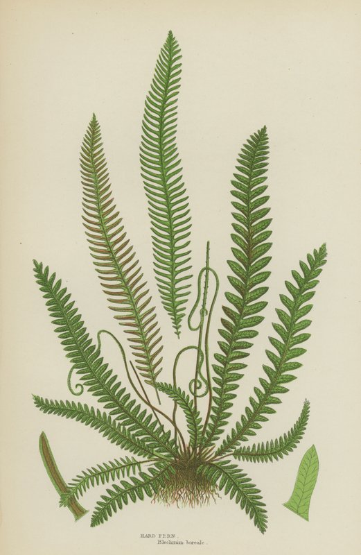 Hard Fern (farge litho) av English School