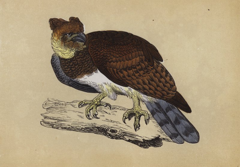 Harpy Eagle (farge litho) av English School