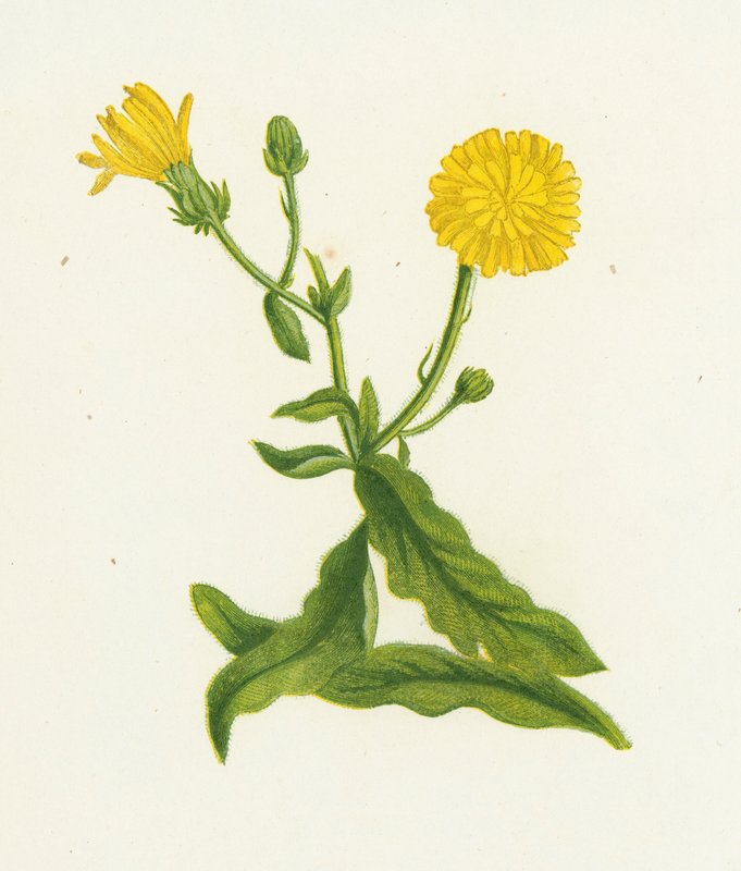 Hawkweed Picris, Picris Hieracioides av English School