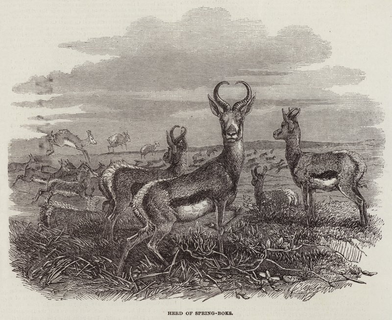 Herd of Spring-Boks (gravering) av English School