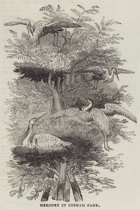 Heronry i Cobham Park (gravering) av English School