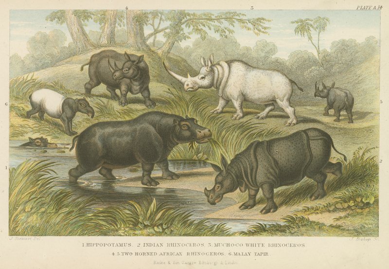 Flodhest, neshorn og tapir (farget gravering) av English School