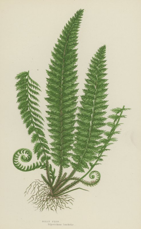 Holly Fern (farge litho) av English School