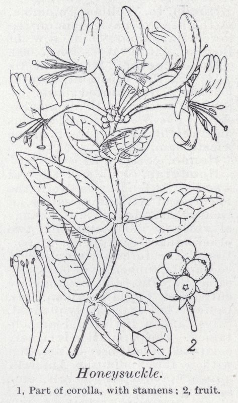 Honeysuckle (litho) av English School