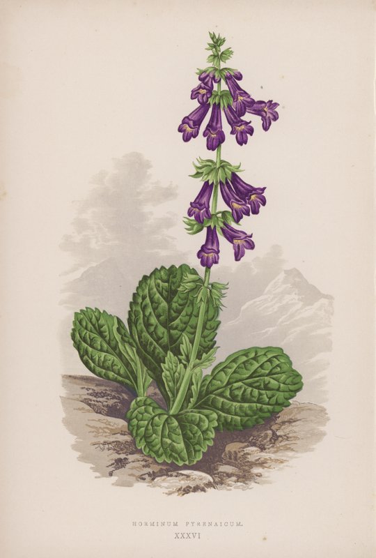 Pyrenaicum Horminum (farge litho) av English School