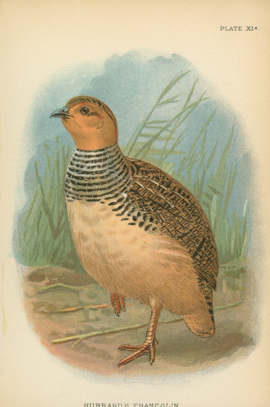 Hubbards Francolin av English School