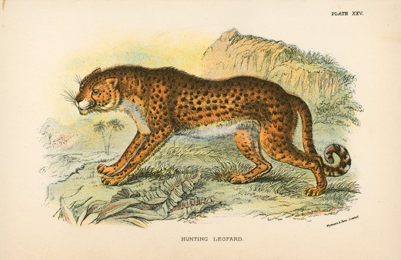 Jakt leopard av English School