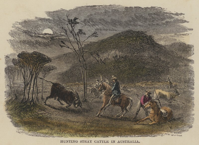 Jakt på Stray Cattle i Australia (farget gravering) av English School