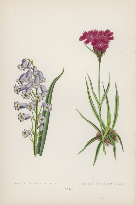 blå ametyst; Carthusian Dianthus (farge litho) av English School