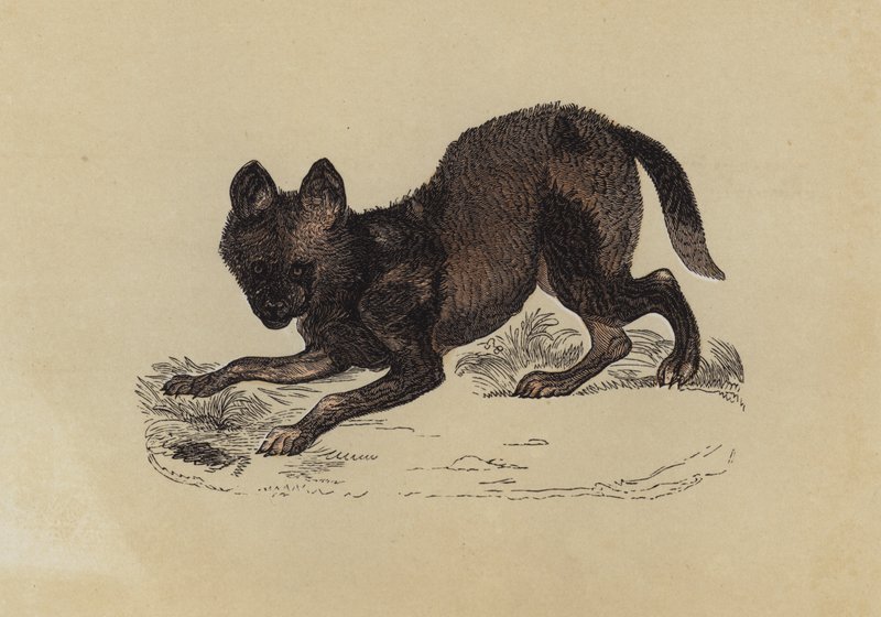 Hyaena Dog (farge litho) av English School