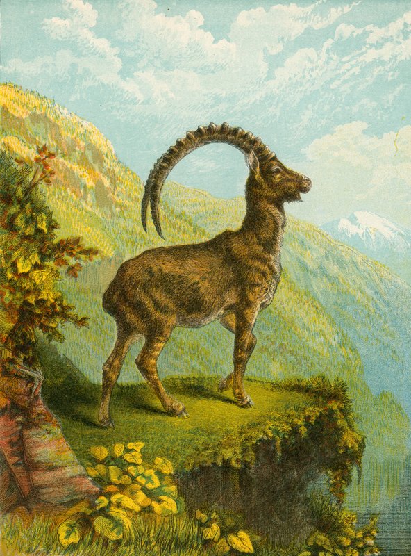 Ibex av English School
