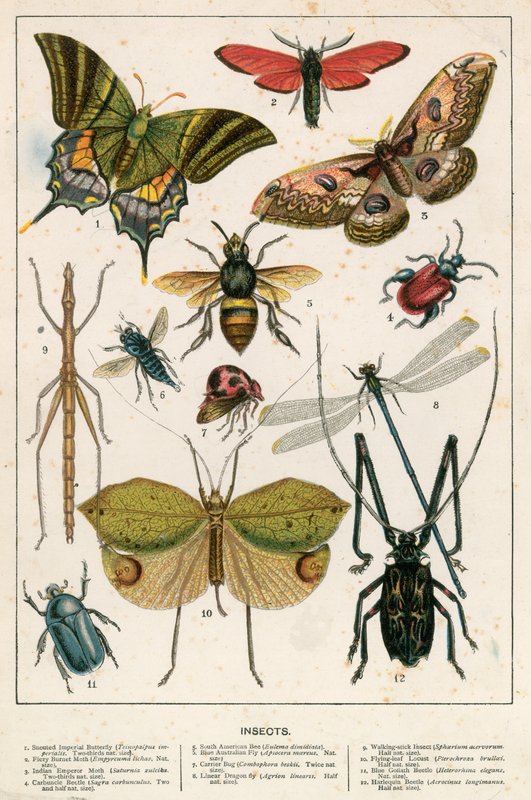 Insekter av English School