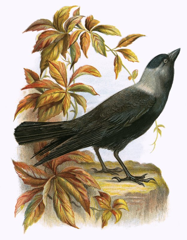 Jackdaw av English School