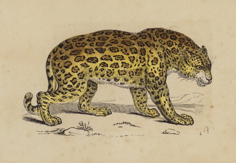 Jaguar (farge litho) av English School