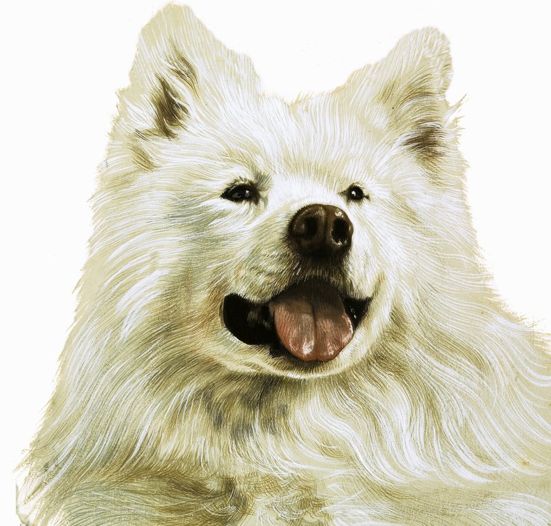 Keeshond av English School