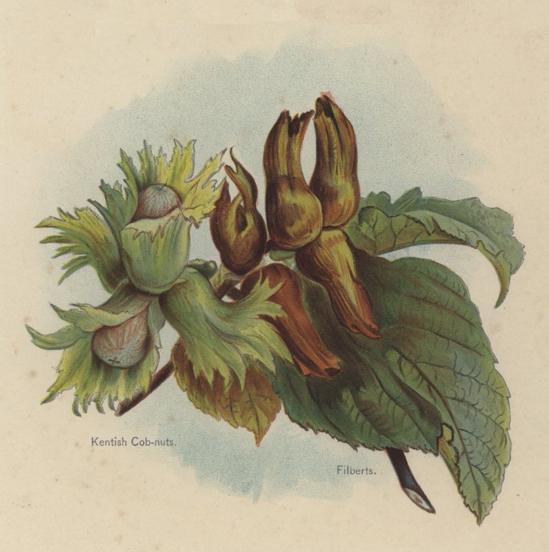 Kentish Cob-nøtter, Filberts av English School