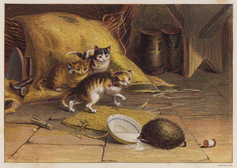 Kattunger forvirret av et pinnsvin (farge litho) av English School