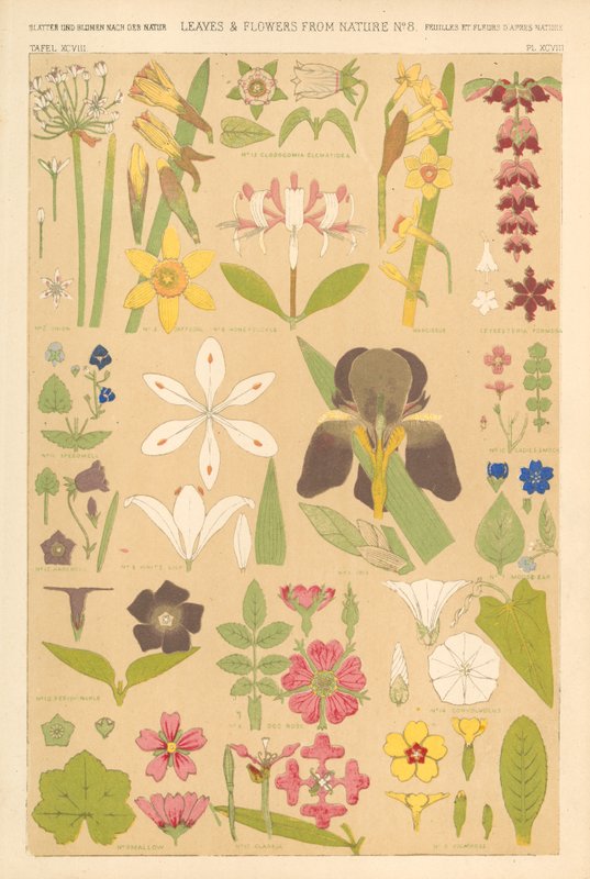 Blader og blomster fra naturen av English School