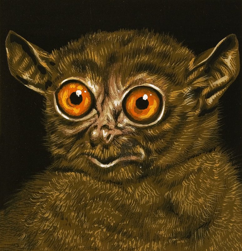 Lemur av English School