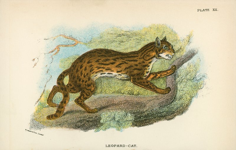 Leopard-katt av English School