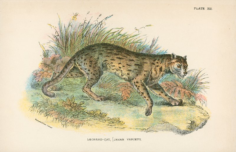 Leopard-Cat, [Javan Variety] av English School