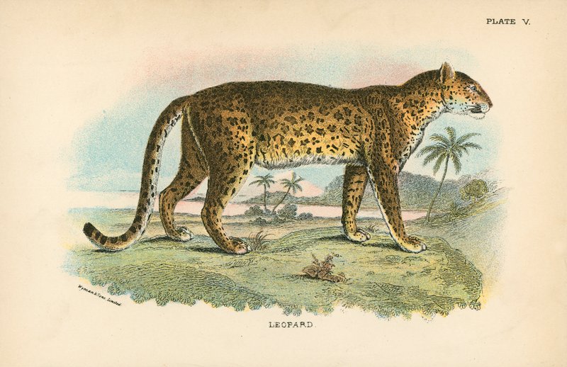 Leopard av English School