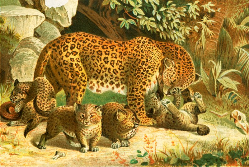 Leoparder av English School