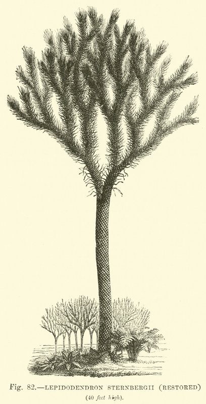 Lepidodendron Sternbergh, restaurert av English School