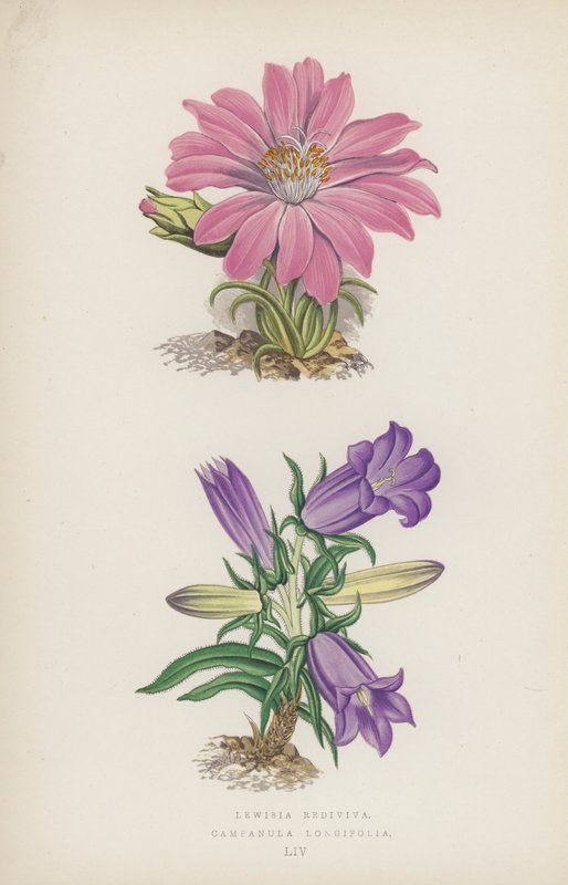 Lewisia Rediviva; Campanula Longifolia (farge litho) av English School