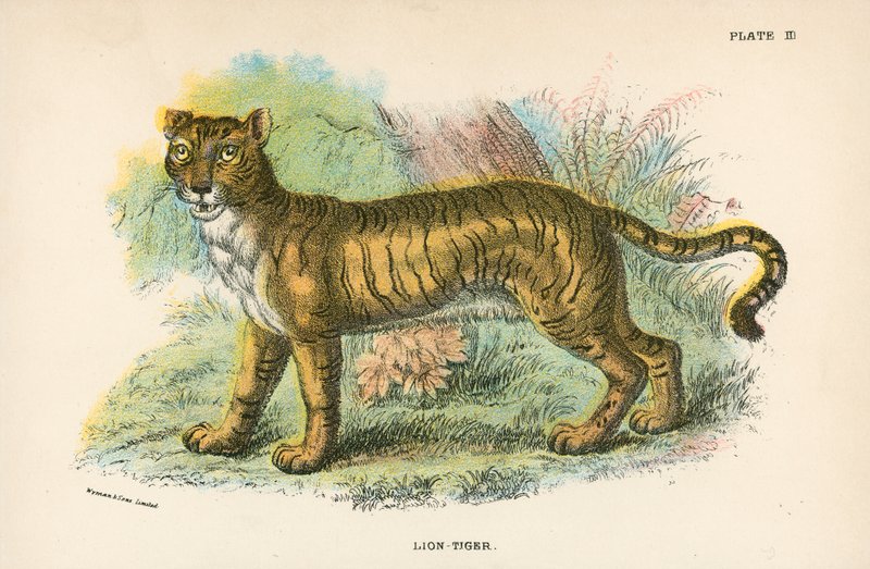 Løve-tiger av English School
