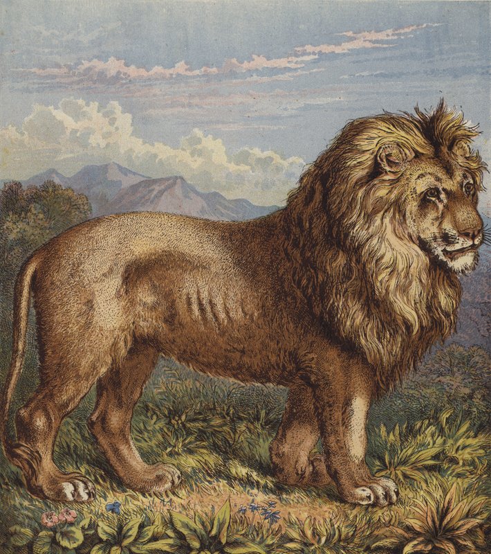 Løve (farge litho) av English School