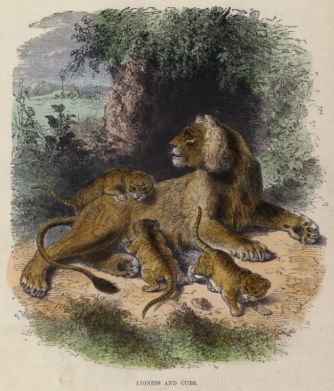 Lioness and Cubs (farget gravering) av English School